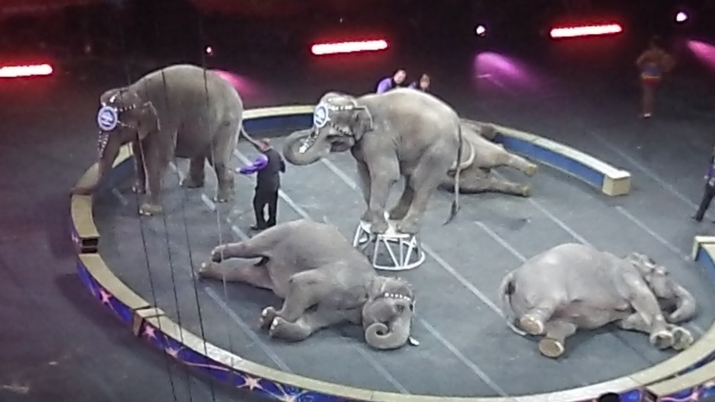 8 #spon ringling brothers elephants playing dead