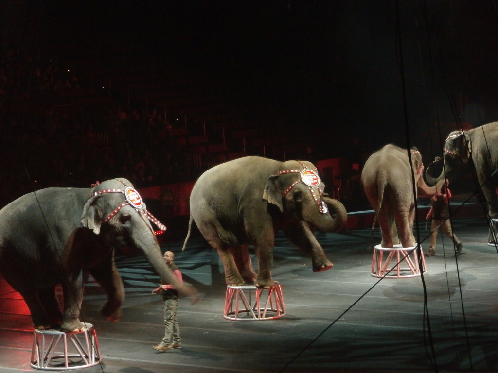 021215 circus elephant www.janeanesworld.com